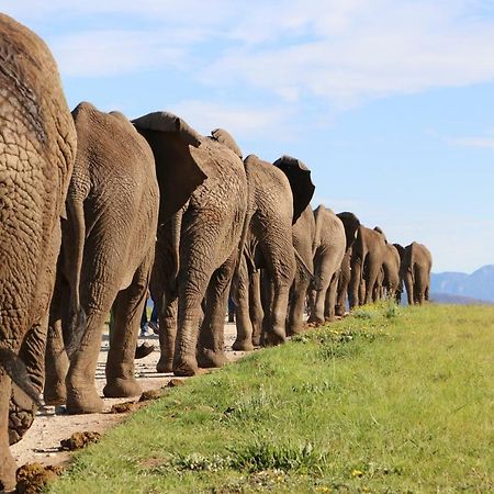 Knysna Elephant Park Lodge Плеттенберг-Бей Экстерьер фото