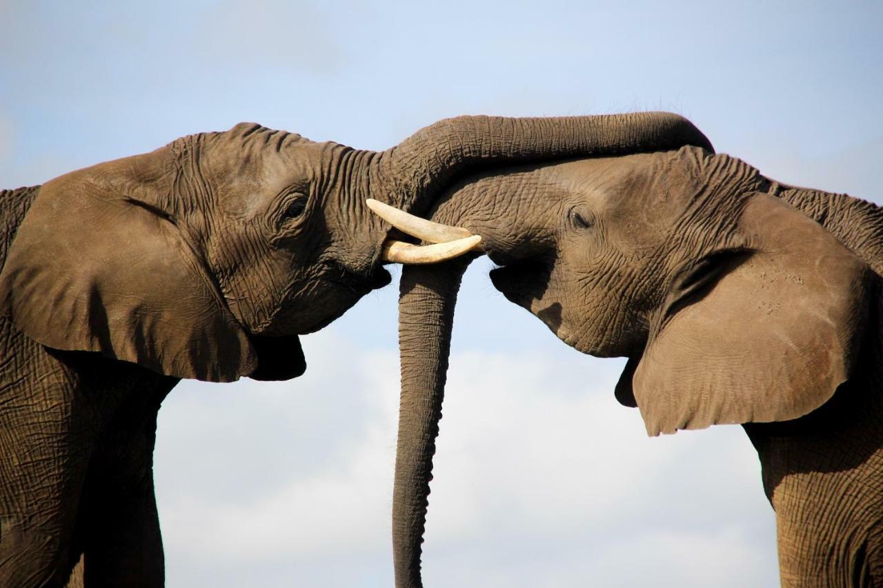 Knysna Elephant Park Lodge Плеттенберг-Бей Экстерьер фото